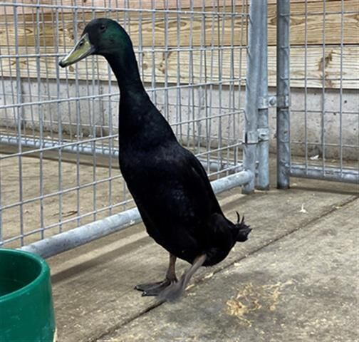 Last week's pet, still available: Quack Black